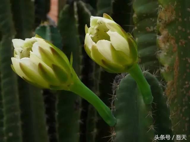 常见花卉盆栽图片大全及花名,常见园林花卉图片及名称简介