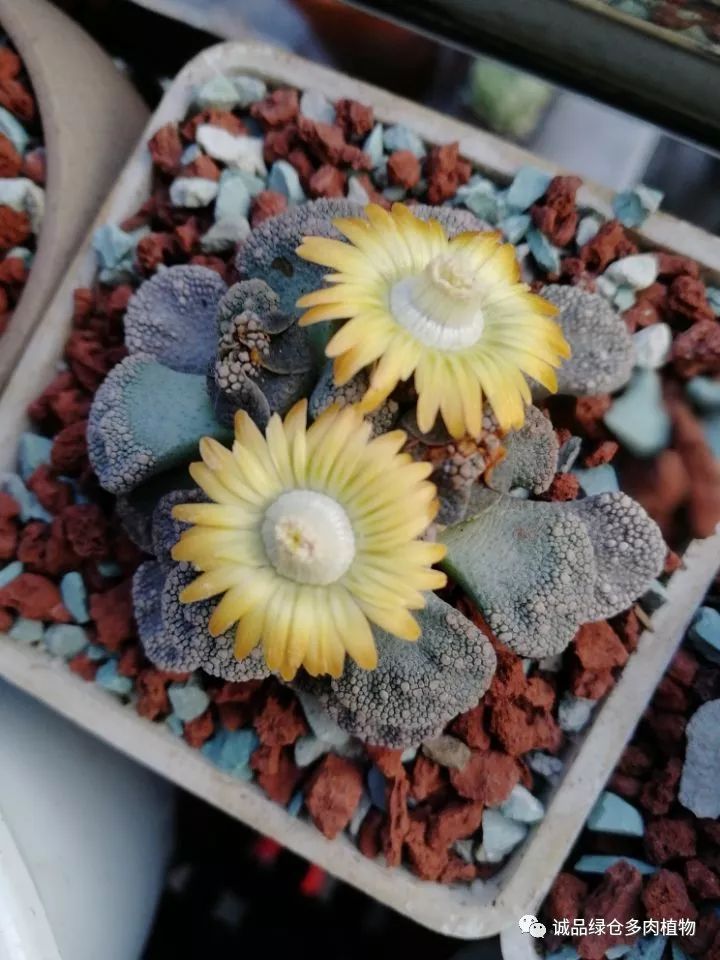 秀肉肉｜在景天的道路是越走越变态