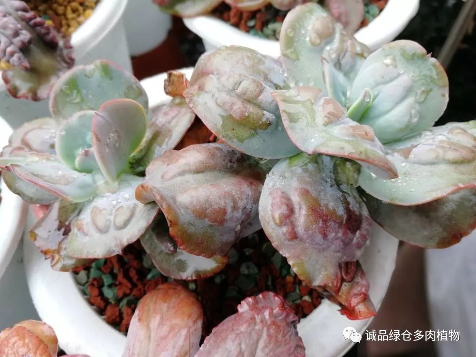 秀肉肉｜在景天的道路是越走越变态