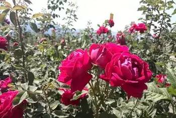 云南玫瑰基地攻略,伟大的五一