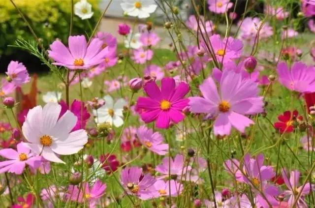 不吹牛了,不吹牛你会怎么样