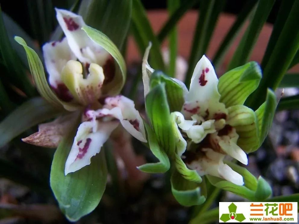 四喜蝶图片春兰,春兰叶蝶图片及价格