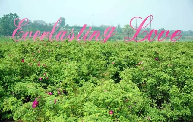 赏玫瑰摘西瓜这个假期有福喽