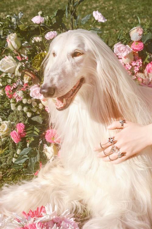 gucci狗狗系列,gucci最新款大狗