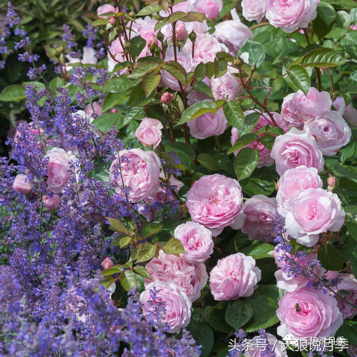 月季的各个品种都是怎样命名的,月季千千万万