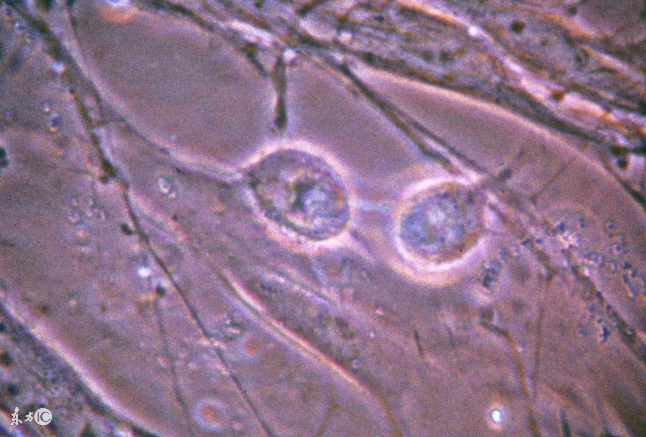 想要的时候没有,不想要的时候一次就中,难不成刚好赶上排卵期?