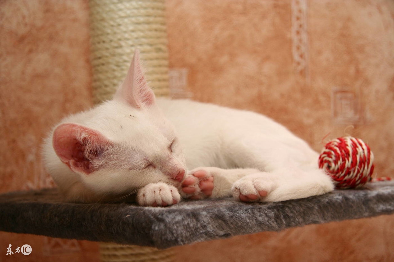 猫咪掉毛粘的衣服到处都是怎么办,猫咪掉毛严重这6招轻松解决问题