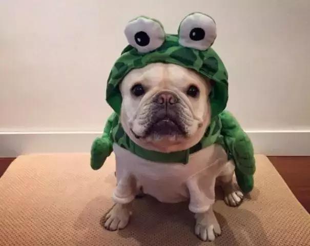 斗牛犬眼睛长息肉怎么治,斗牛犬眼睛有红丝用什么药