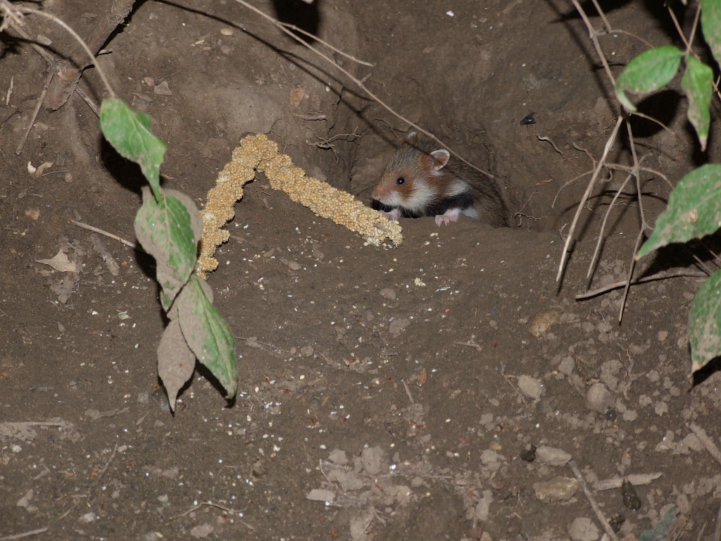 仓鼠为什么在晚上活动,仓鼠晚上几点活动