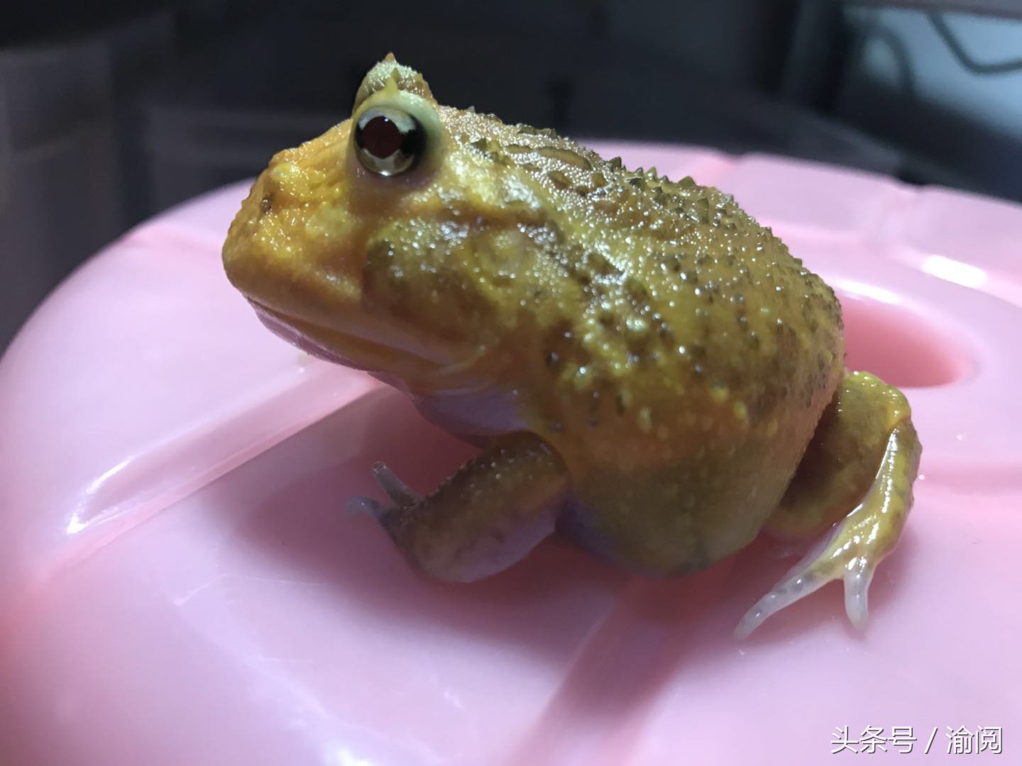 策划｜重庆崽儿养宠物蛙十年花近百万