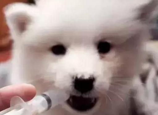 网上800块钱买了一只狗,在网上买了一只死了的狗