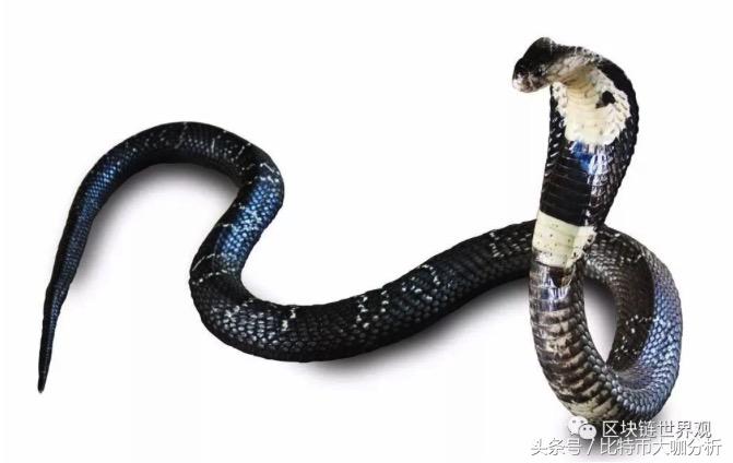 币圈里面的禅师,币圈中的知名人士