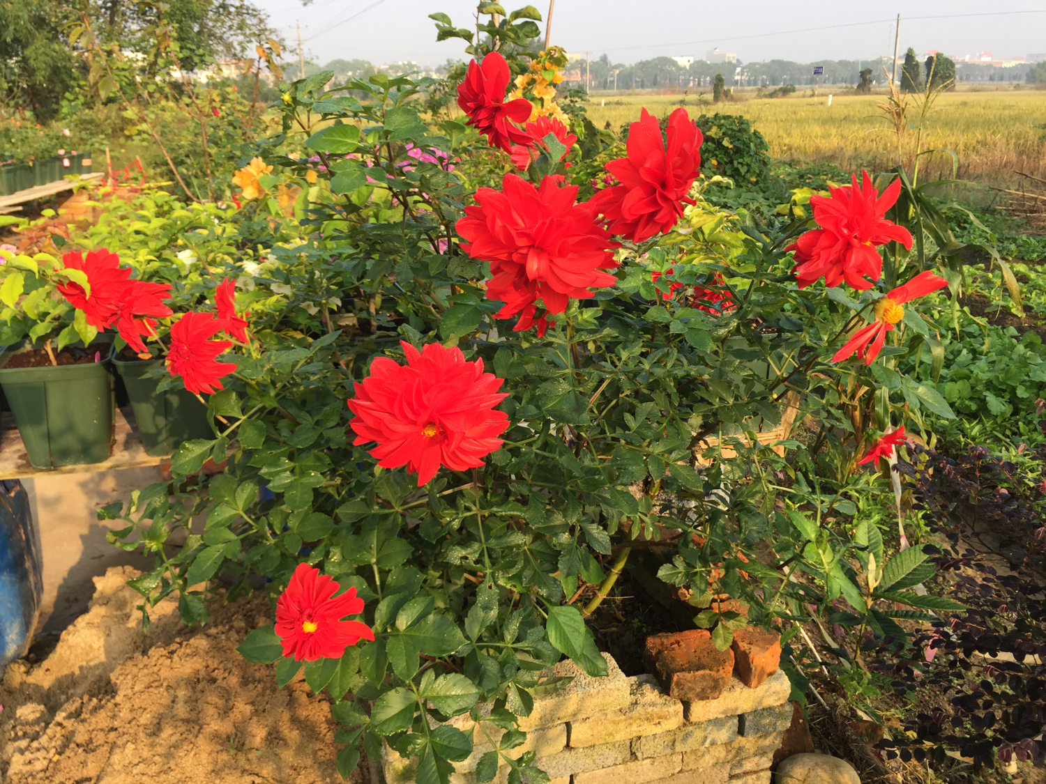 月季越冬的最佳方法,月季如何度夏养护和浇水