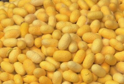 桑蚕茧没抽丝的多少钱一斤,蚕茧丝多少钱一斤