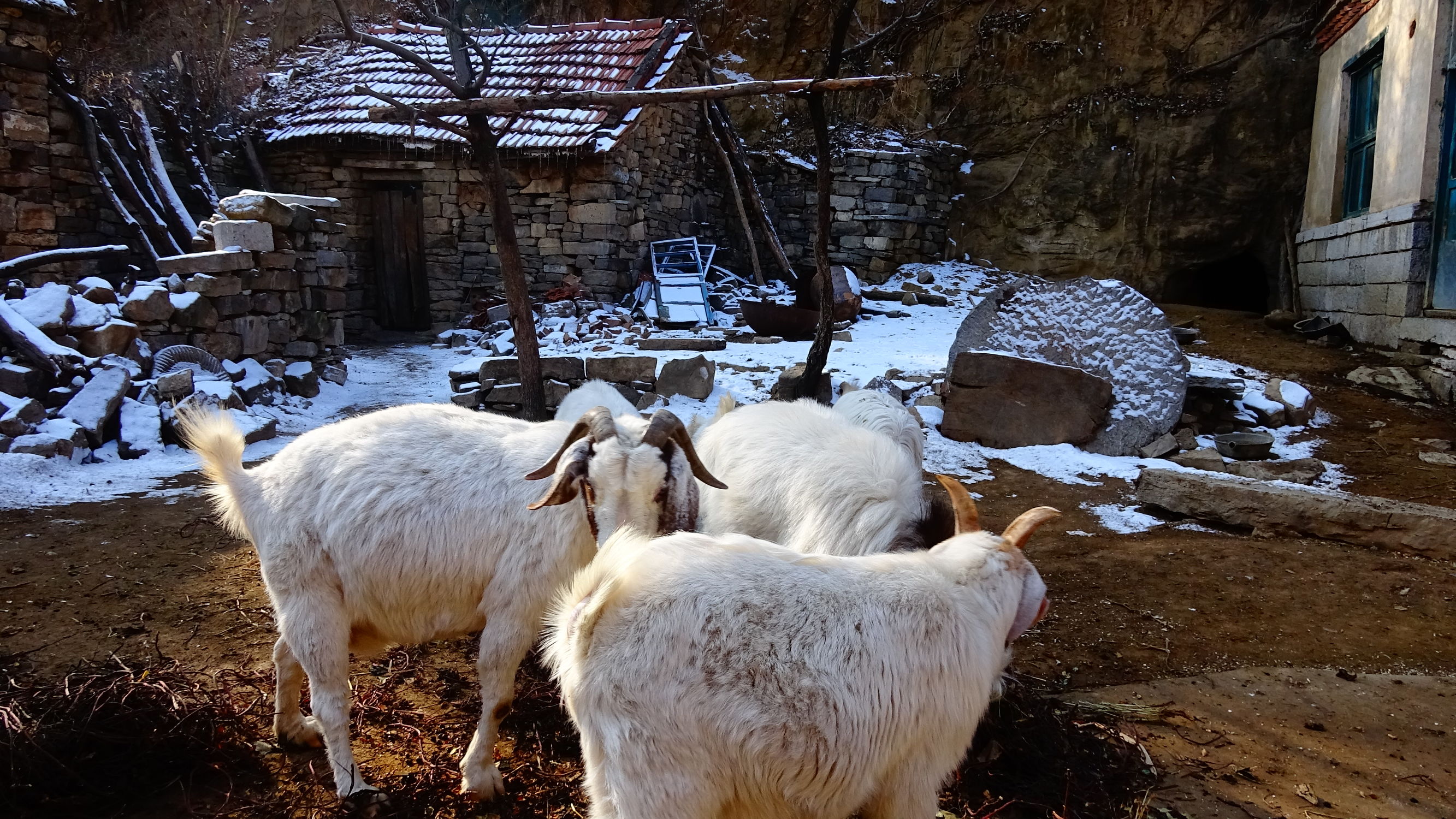 我的家在桃花峪：遇见青州窦家崖村的王老伯