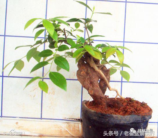 乌饭树做盆景教程,大叶乌饭树和小叶乌饭树都开花吗