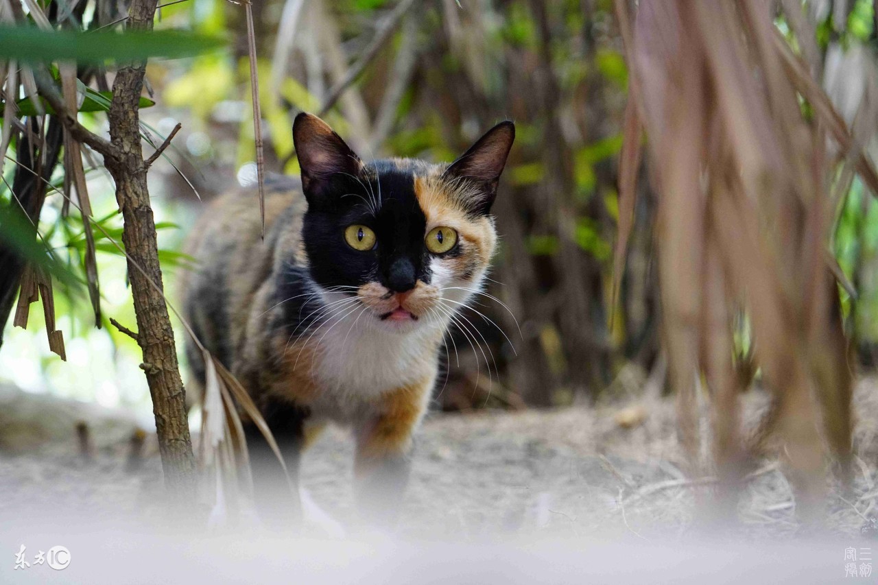 三花猫和玳瑁猫在猫界哪个更美,三花猫是什么动物