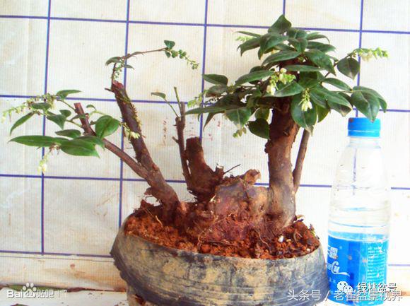 乌饭树做盆景教程,大叶乌饭树和小叶乌饭树都开花吗