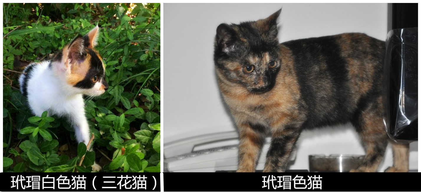 三花猫和玳瑁猫在猫界哪个更美,三花猫是什么动物