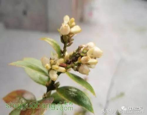 乌饭树做盆景教程,大叶乌饭树和小叶乌饭树都开花吗
