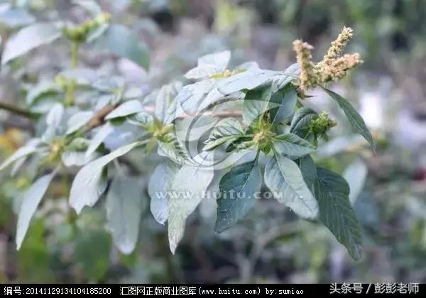 每日一学草药精彩分享,每日跟师学一学草药威灵仙