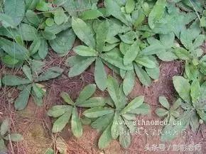 跟师每日一学草药22：鸡屎藤