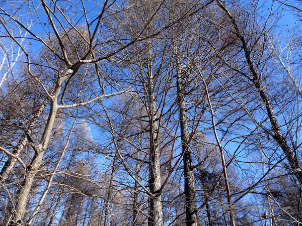 黑河兴安岭中有一个村款待客人方式怎么和蒙古族人一样？