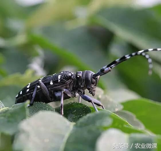 橘树生虫用什么药防治,八种害虫