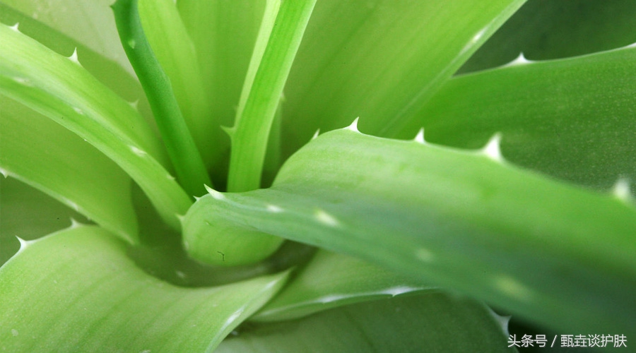 夏日必备神器芦荟胶来啦,神奇芦荟胶