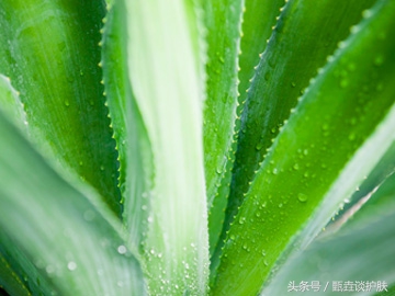 芦荟胶去角质神器,神奇芦荟胶