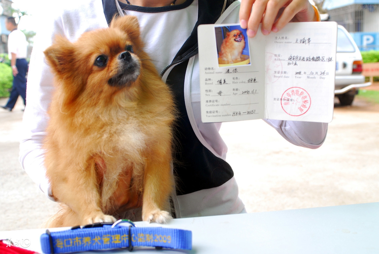 宠物狗托运一般多少钱,宠物狗托运有托运单吗