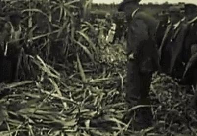 澳洲大量狗舔蟾蜍上瘾,狗狗舔到蟾蜍有没有事