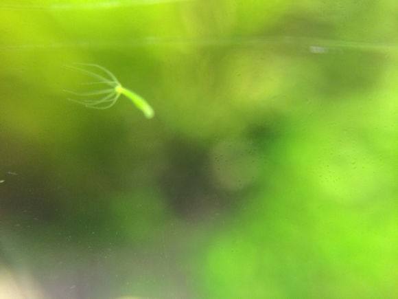 鱼缸怎么样培养硝化细菌,鱼缸如何培养硝化细菌