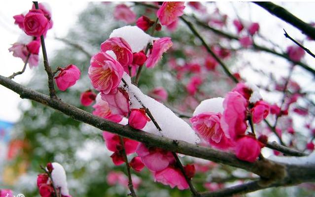 一支在寒冬绽放的腊梅,风雪中绽放的寒冬腊梅