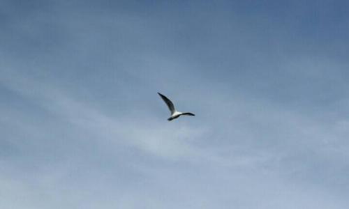 外甥娶媳妇应该叫舅舅什么,舅舅娶了堂姐女儿辈分怎么叫