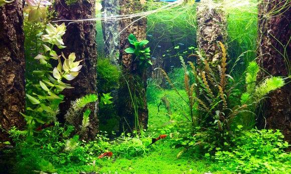 鱼缸怎么样培养硝化细菌,鱼缸如何培养硝化细菌