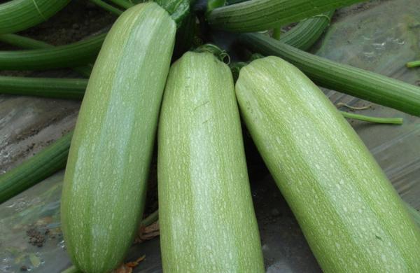 吃什么蔬菜减肥最快效果最好呢,吃什么蔬菜减肥最快最有效