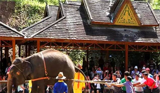 落地自驾云贵黄果树瀑布罗平油菜花元阳梯田西双版纳11日游