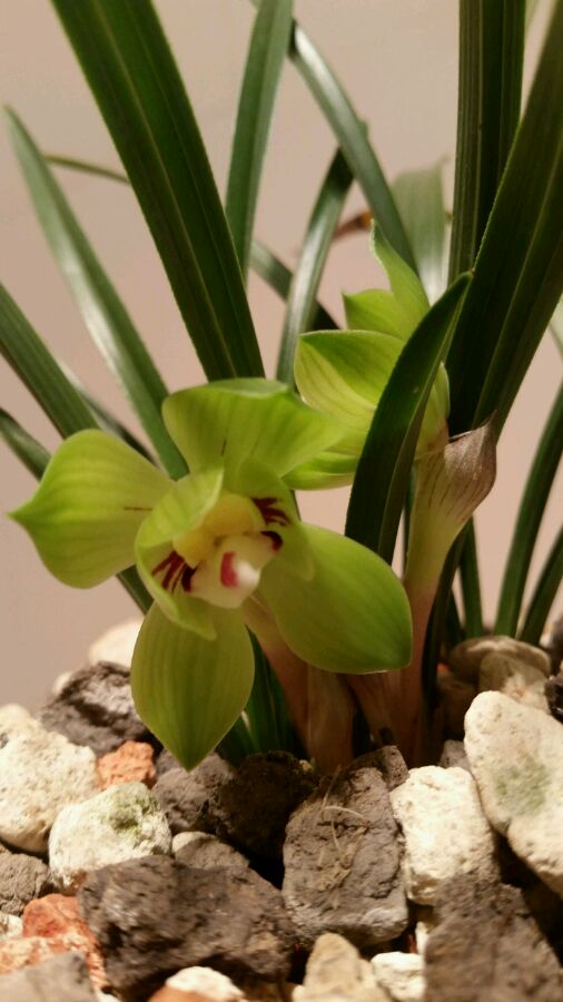 这五种花不能养,5种不能多浇水的花