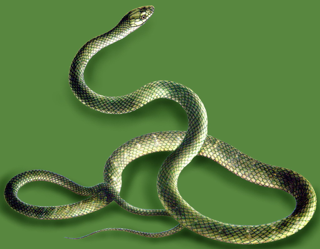 十二生肖的桃花运和运势,2012年4月13日十二生肖运势与桃花