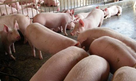 全国生猪出栏排行榜,2019年生猪出栏量各省排名