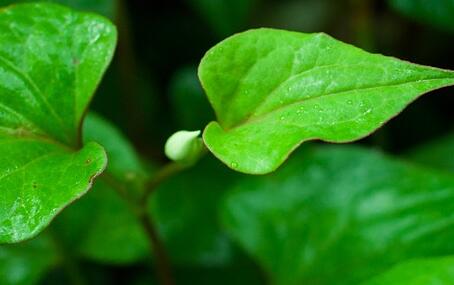 鱼腥草适合什么地方种,鱼腥草生长在哪些地方