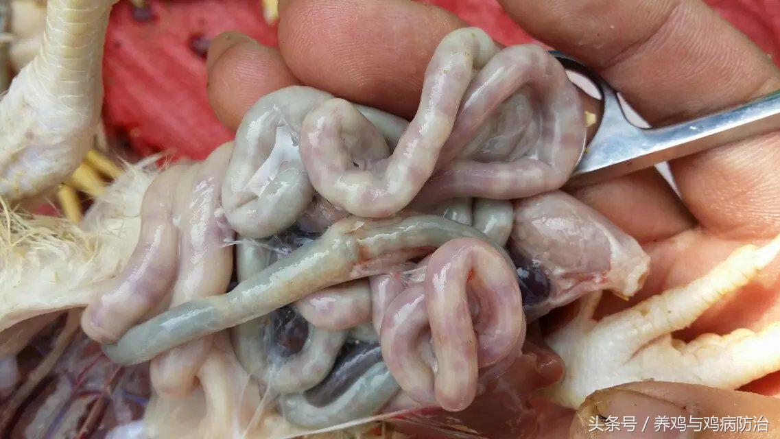 养鸡对肠道好吗,养鸡最好的肠道药