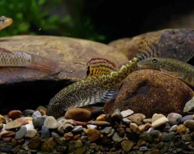 清洁鱼缸吸鳅和清道夫哪个好,如何养好吸鳅