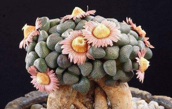 有钱买不到!这才是真正的多肉老桩