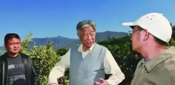 褚橙成功秘诀,褚橙一亩产多少