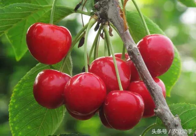 大樱桃树苗出售,大樱桃栽培技术丛书