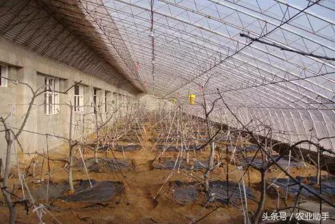 温室大樱桃栽培技术完全版,弗里斯克大樱桃温室栽培缺点