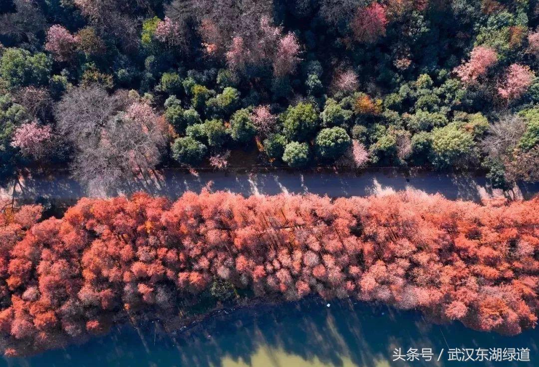 百里绿道的视频,百里芳华绿道