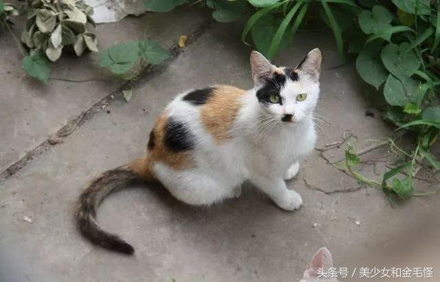 三色招财猫来历,猫和三色堇的关系